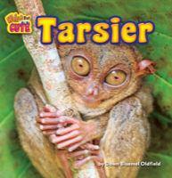 Tarsier
