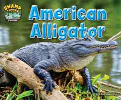 American Alligator