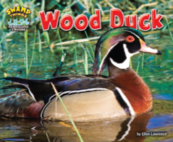 Wood Duck