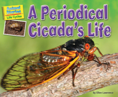 A Periodical Cicada’s Life