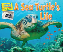 A Sea Turtle’s Life