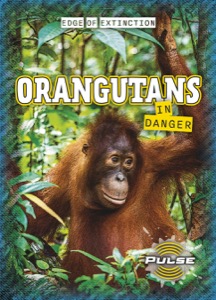 Orangutans in Danger
