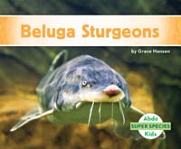 Beluga Sturgeons