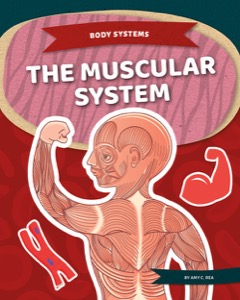 The Muscular System