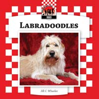 Labradoodles