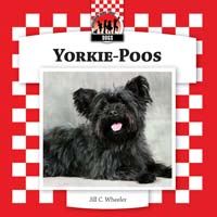 Yorkie-Poos