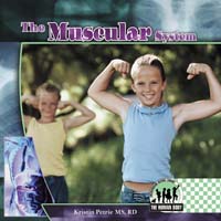 Muscular System