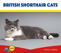 British Shorthair Cats