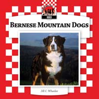 Bernese Mountain Dogs