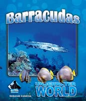 Barracuda