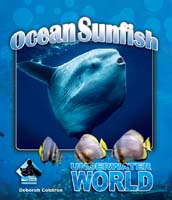 Ocean Sunfish