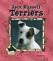 Jack Russell Terriers