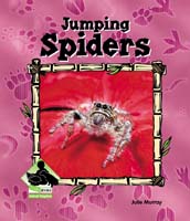 Jumping Spiders