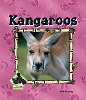 Kangaroos
