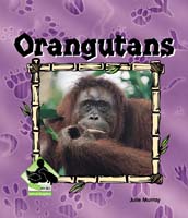 Orangutans