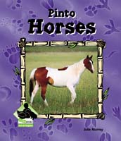 Pinto Horses