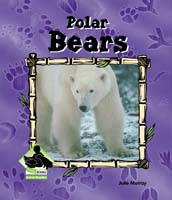 Polar Bears