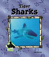 Tiger Sharks