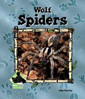 Wolf Spiders