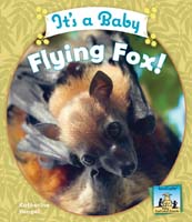 It's a Baby Flying Fox!