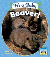 It's a Baby Beaver