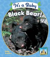 It's a Baby Black Bear