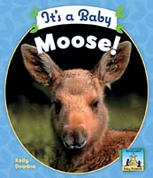 It's a Baby Moose