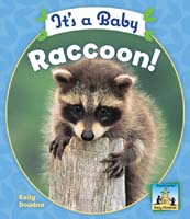 It's a Baby Raccoon