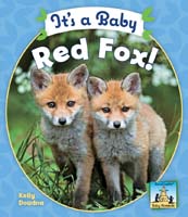 It's a Baby Red Fox