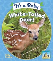 It's a Baby White-Tailed Deer