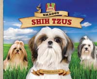 Shaggy Shih Tzus