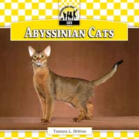 Abyssinian Cats