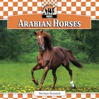 Arabian Horses