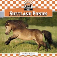 Shetland Ponies