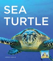Sea Turtle