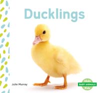 Ducklings 