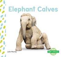 Elephant Calves