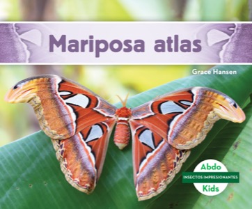 Mariposa atlas (Atlas Moth)