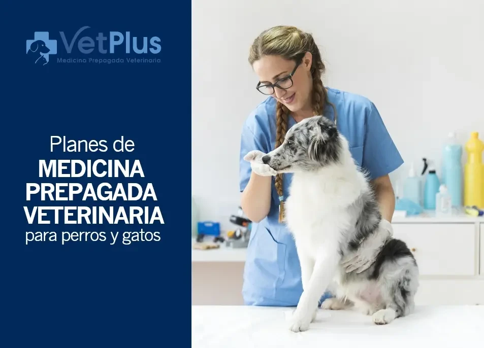 Aprovecha estos descuentos que tenemos para cuidar la salud de tu mascota.