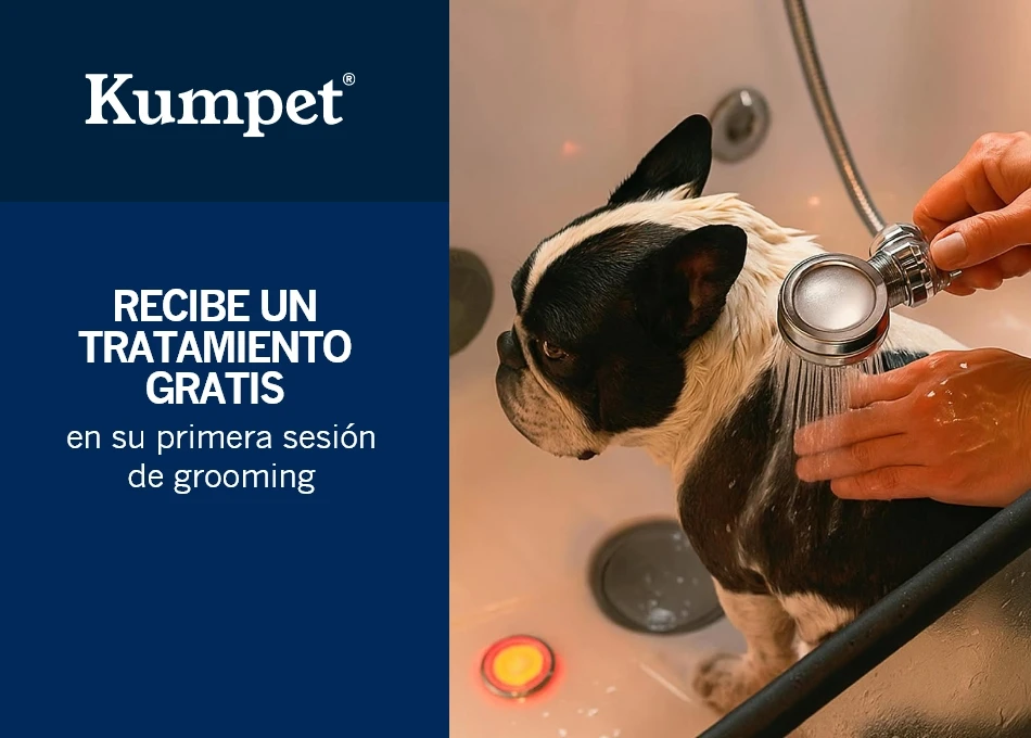 kumpet Recibe un Tratamiento en su Primera Sesión de Grooming