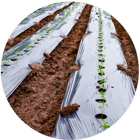 Mulch Films Product