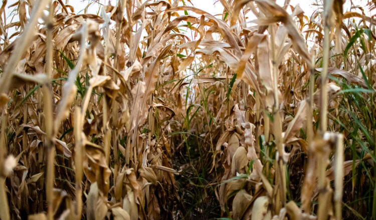 Adobe Stock 390999532