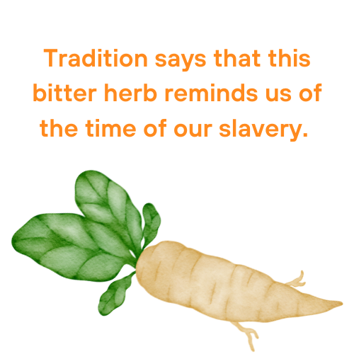 Maror - The Bitter Herb   