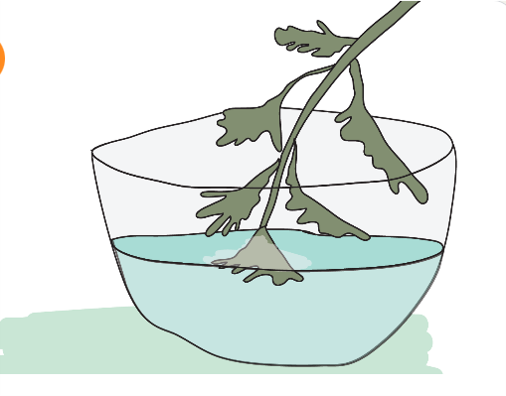 Dip Parsley In Saltwater