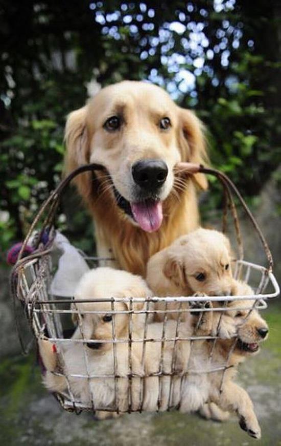 pets Thumbnail