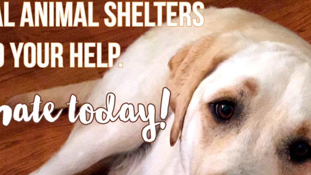 Local Shelters need your help.