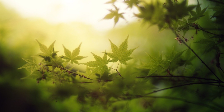Nature Yoga offer image