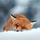 vulpine