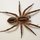 spider2
