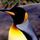 rjmpenguin18